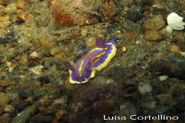 Chromodoris britoi